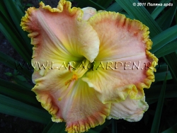 Spacecoast Bodacious Blush