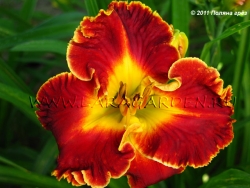 Madly Red