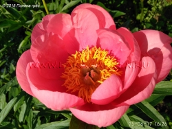 Lovely Rose