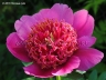 Elfin Beauty