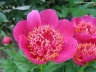 Elfin Beauty