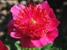 Elfin Beauty