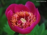 Elfin Beauty
