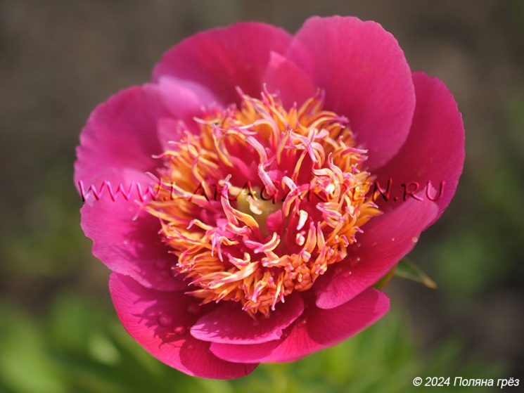 Elfin Beauty